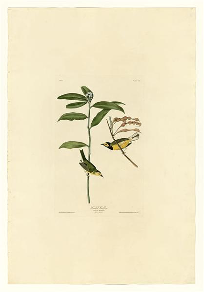 Plate 110 Hooded Warbler by John James Audubon Naturalism Art