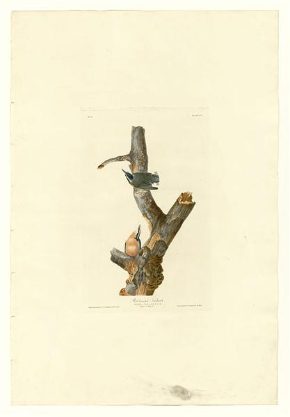 Plate 105 Red-breasted Nuthatch by John James Audubon Naturalism Art