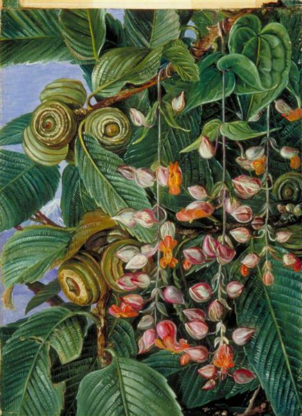 A Darjeeling Oak Festooned with a Climber by Marianne North Naturalism Art dated 1878