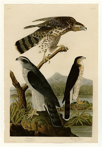 Plate 141 I. Goshawk - 2. Stanley Hawk by John James Audubon Naturalism Art