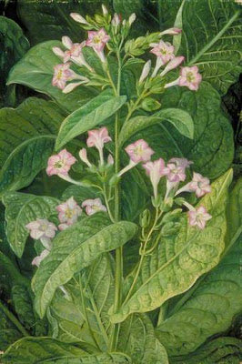 Common Tobacco by Marianne North Naturalism Art