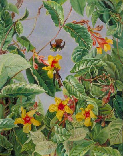 A Brazilian Climbing Shrub and Humming Birds by Marianne North Naturalism Art dated 1873