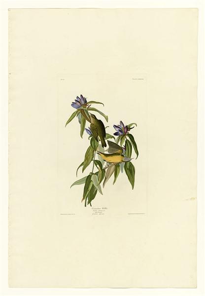 Plate 138 Connecticut Warbler by John James Audubon Naturalism Art