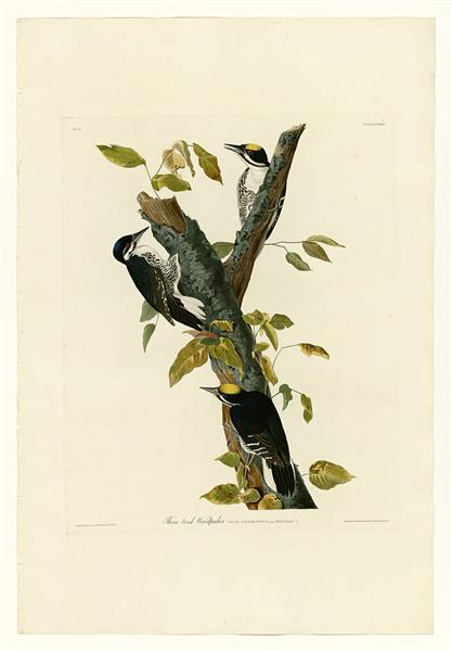 Plate 132 Three-toed Woodpecker by John James Audubon Naturalism Art