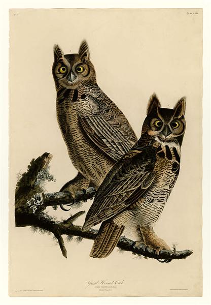 Plate 61. Great Horned Owl by John James Audubon Naturalism Art