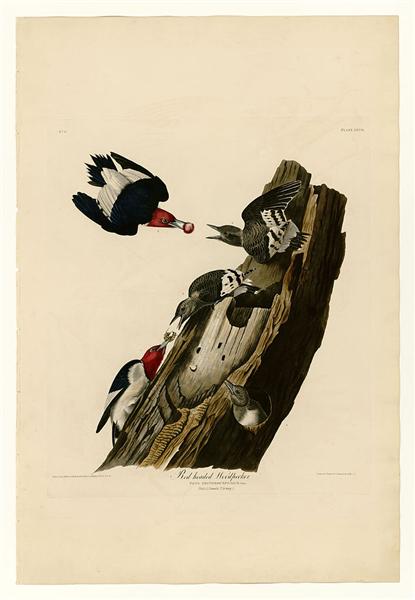 Plate 27. Red headed Woodpecker by John James Audubon Naturalism Art