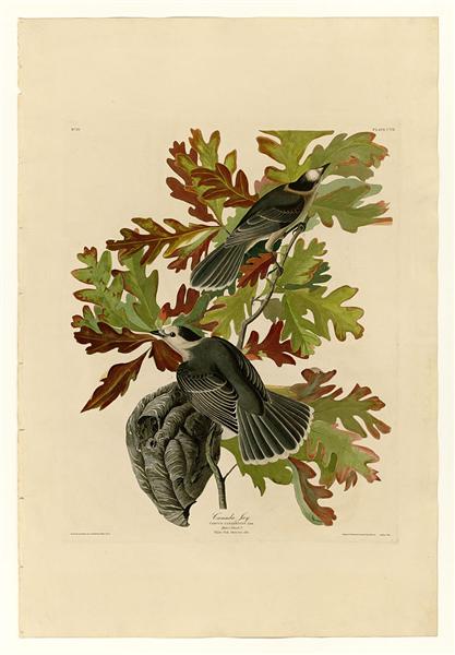 Plate 107 Canada Jay by John James Audubon Naturalism Art