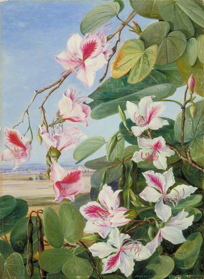 Foliage, Flowers and Fruit of a Common Indian Forest Tree by Marianne North Naturalism Art