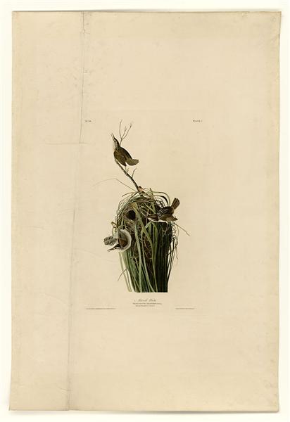 Plate 100 Marsh Wren by John James Audubon Naturalism Art