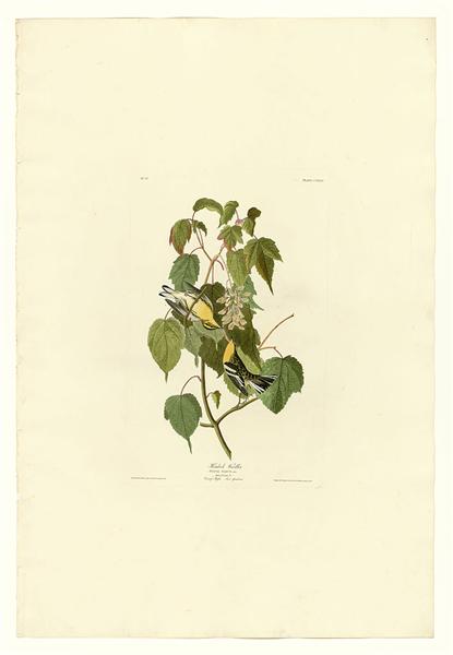 Plate 134 Hemlock Warbler by John James Audubon Naturalism Art