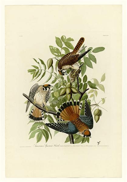 Plate 142 American Sparrow Hawk by John James Audubon Naturalism Art