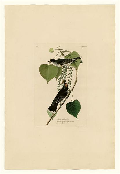 Plate 79 Tyrant Fly-catcher by John James Audubon Naturalism Art