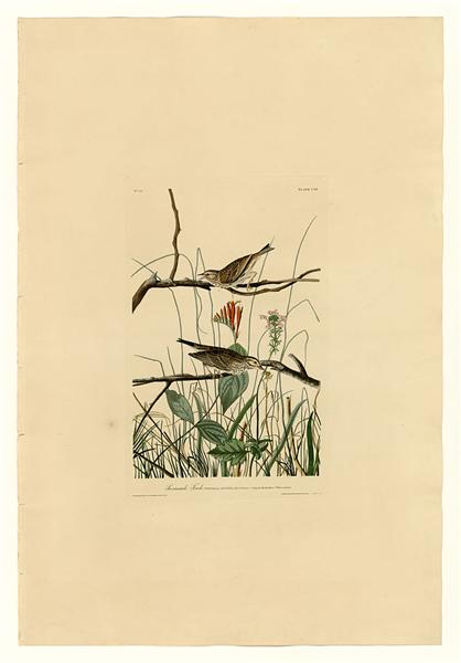 Plate 109 Savannah Finch by John James Audubon Naturalism Art