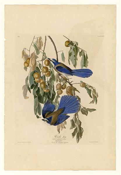 Plate 87 Florida Jay by John James Audubon Naturalism Art