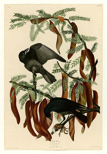 Plate 146 Fish Crow by John James Audubon Naturalism Art