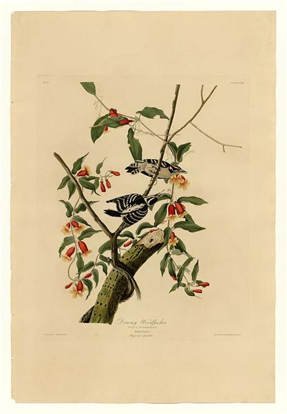 Plate 112 Downy Woodpecker by John James Audubon Naturalism Art