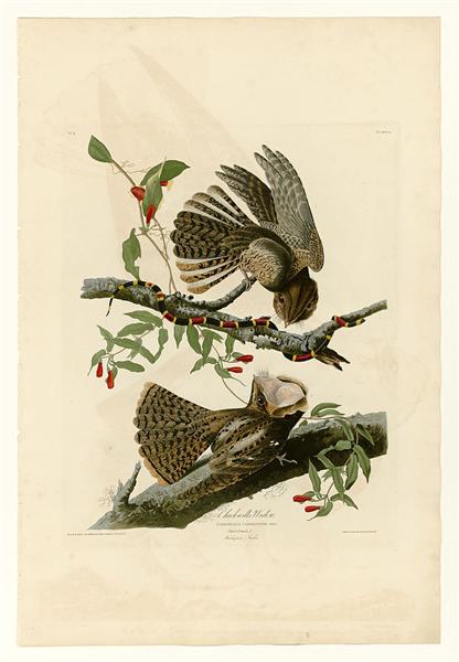 Plate 52. Chuck-will&#39;s Widow by John James Audubon Naturalism Art