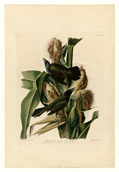 Plate 7. Purple Grakle or Common Crow Blackbird by John James Audubon Naturalism Art