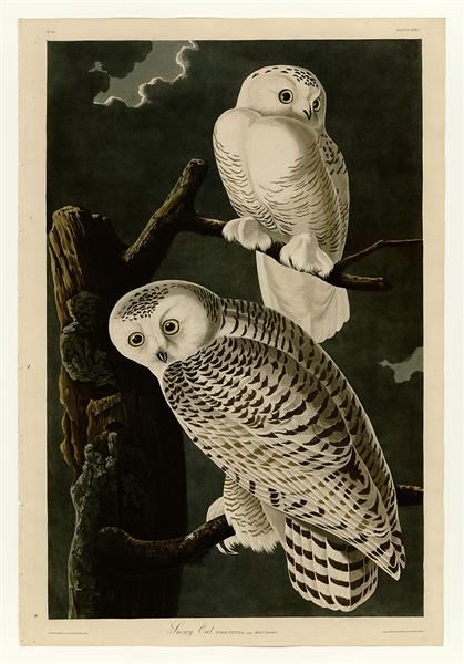 Plate 121 Snowy Owl by John James Audubon Naturalism Art