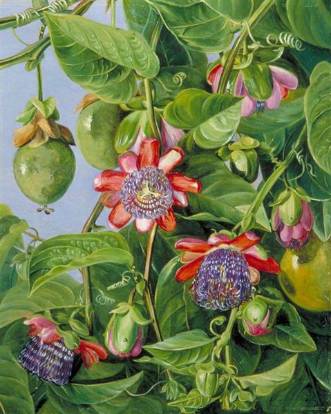 Flowers and Fruit of the Maricojas Passion Flower, Brazil by Marianne North Naturalism Art dated 1873