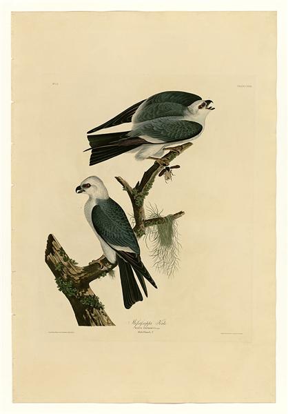 Plate 117 Mississippi Kite by John James Audubon Naturalism Art