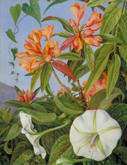 Ipomoea by Marianne North Naturalism Art