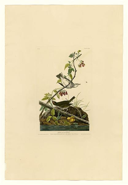 Plate 143 Golden-crowned Thrush by John James Audubon Naturalism Art