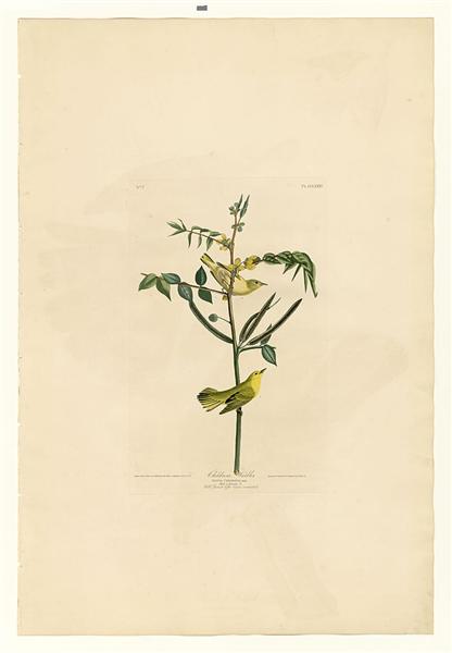 Plate 35. Children&#39;s Warbler by John James Audubon Naturalism Art