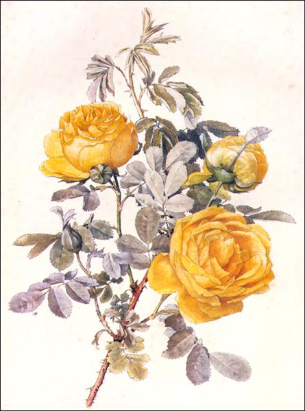 Botanical Illustration by Alfred Parsons Naturalism Art