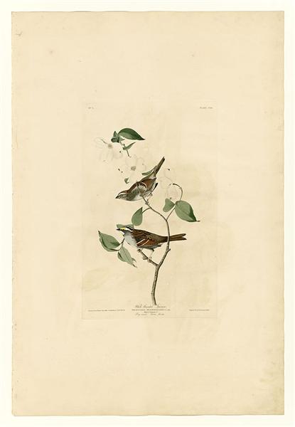 Plate 8 White throated Sparrow by John James Audubon Naturalism Art