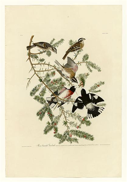 Plate 127 Rose-breasted Grosbeak by John James Audubon Naturalism Art