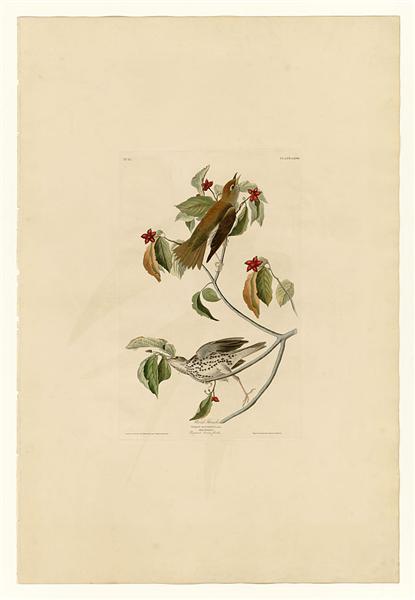 Plate 73 Wood Thrush by John James Audubon Naturalism Art