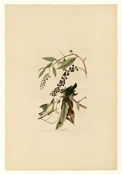 Plate 34. Worm eating Warbler by John James Audubon Naturalism Art