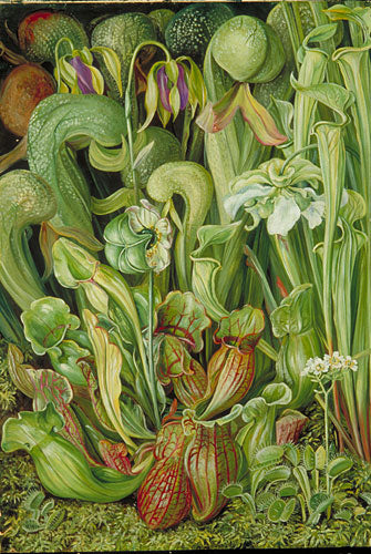 Orchids by Marianne North Naturalism Art