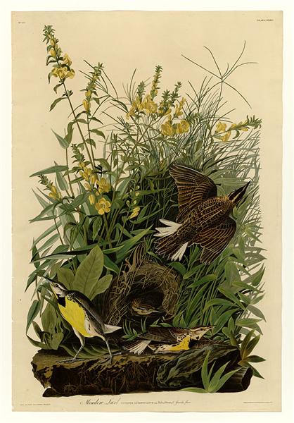 Plate 136 Meadow Lark by John James Audubon Naturalism Art