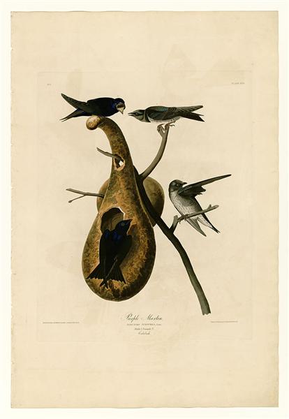 Plate 22. Purple Martin by John James Audubon Naturalism Art