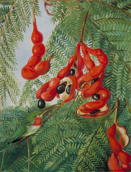 The Wild Tamarind of Jamaica with Scarlet Pod and Barbet by Marianne North Naturalism Art dated 1872