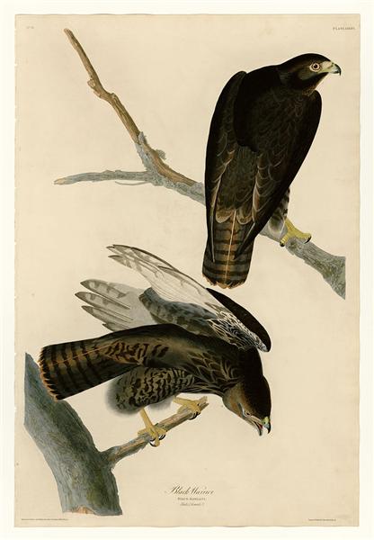 Plate 86 Black Warrior by John James Audubon Naturalism Art