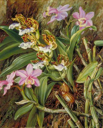 Brazilian Orchids by Marianne North Naturalism Art