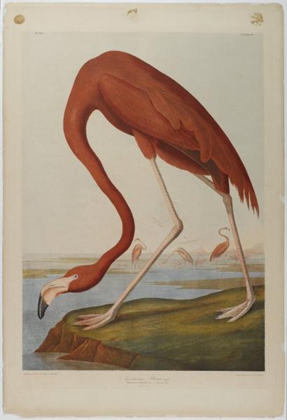 American Flamingo by John James Audubon Naturalism Art dated 1864