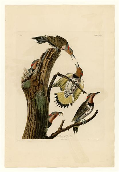 Plate 37. Golden-winged Woodpecker by John James Audubon Naturalism Art