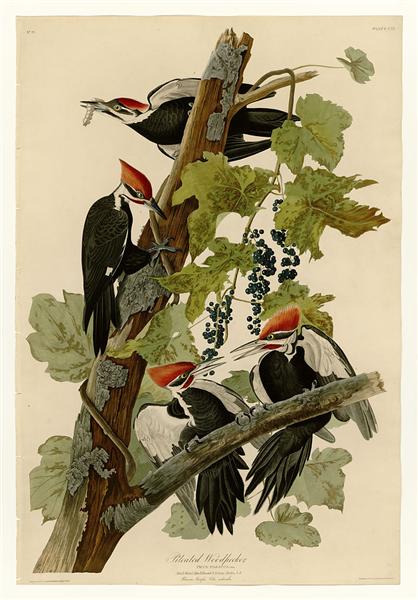 Plate 111 Pileated Woodpecker by John James Audubon Naturalism Art