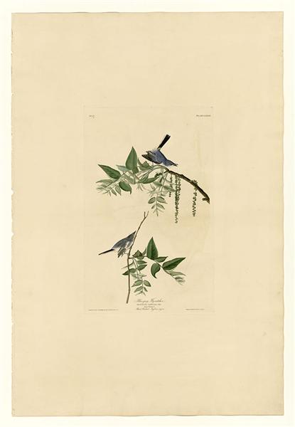 Plate 84 Blue-Grey Fly-catcher by John James Audubon Naturalism Art