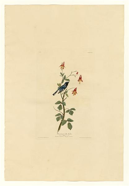 Plate 155 Black-throated Blue Warbler by John James Audubon Naturalism Art