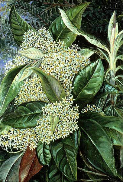 Olearia argophylla by Marianne North Naturalism Art dated 1880