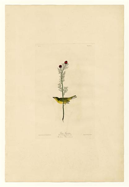 Plate 9 Selby&#39;s Flycatcher by John James Audubon Naturalism Art