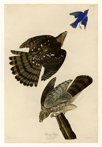 Plate 36. Stanley Hawk by John James Audubon Naturalism Art