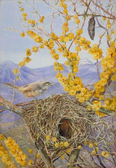 Armed Bird&#39;s Nest in Acacia Bush, Chile by Marianne North Naturalism Art