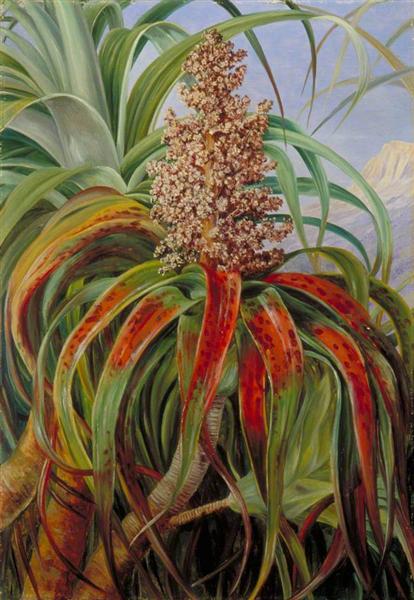 A New Zealand Dracophyllum by Marianne North Naturalism Art dated 1880