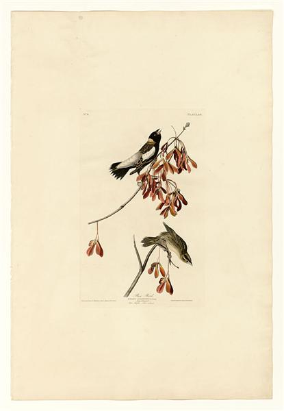 Plate 54. Rice Bird by John James Audubon Naturalism Art